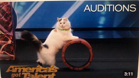 THE SAVITSKT CATS SUPER TRAINED CATS PERFROM EXCITING ROUTINE