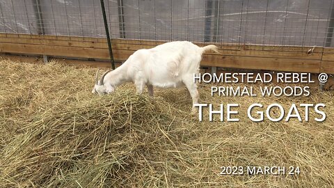 2023 Mar 24 The Goats