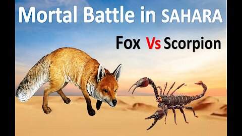 Mortal Battle -Fox Vs Scorpion | The Desert Wariors
