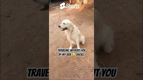 Soon all this will be over Buddy. Hang in there 🥰 #shortscreator #doglover