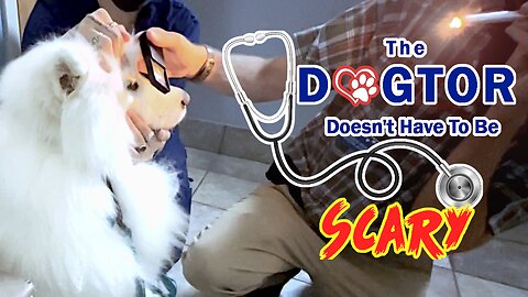 A Visit To The Specialty Vet | DataTheDog