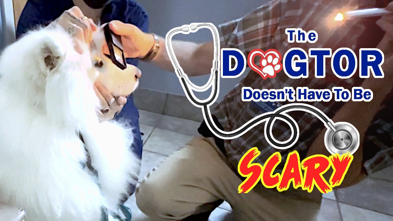 A Visit To The Specialty Vet | DataTheDog