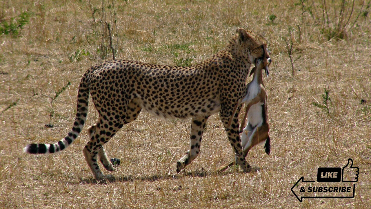 Cheetahs Takedown a Wildebeest | The Way of the Cheetah