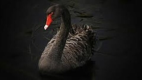 Too Soon For These? Black Swan Revelations