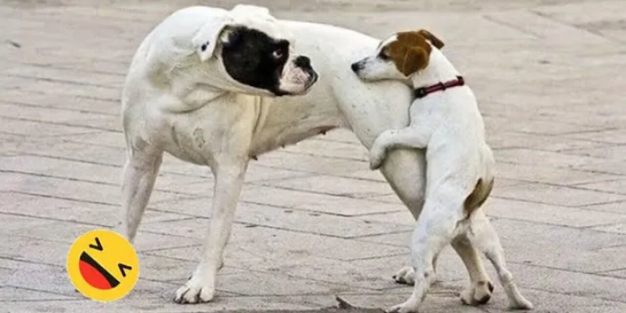 Funniest Cats And Dogs video-Best Funny animal videos🤣