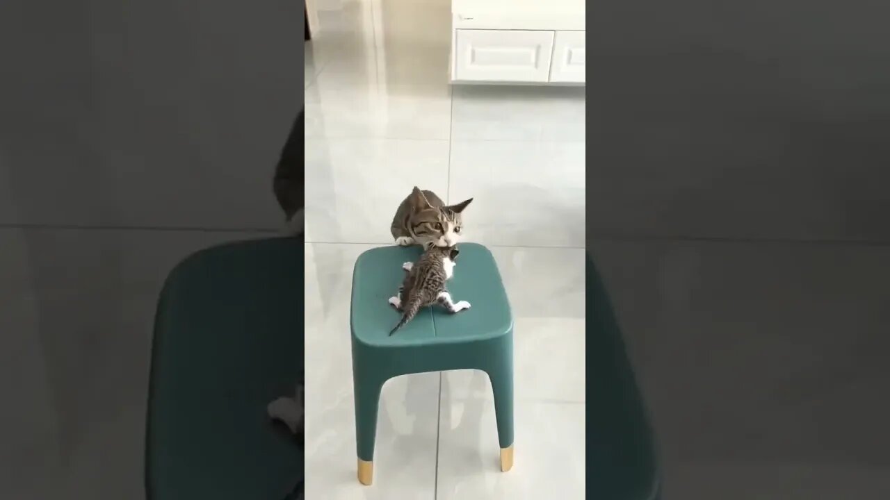 cat carries its kittens back home #shorts