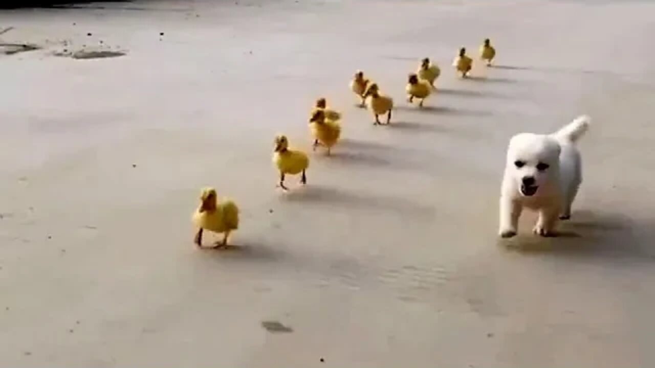 ....Military management of ducklings