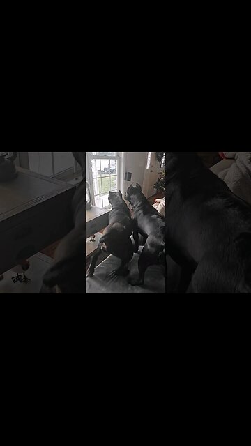 Hold My Beer Energy 😳🍺 Cane Corso natural guarding instincts #canecorso #shorts #dog