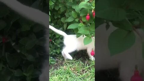 funny cats, 有趣的貓, смешные кошки, 面白い猫 #shorts #面白い猫 #cats #yt #viral #cute 😻😻😻❤️