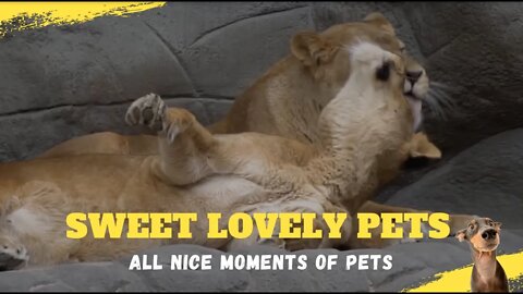 Sweet Lovely Pets Compilation #1