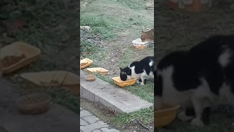 Save Street Cats