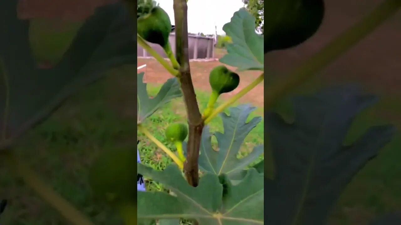 Guess what FIG Tree is THRIVING IN MY GARDEN, Here’s a hint, 🇮🇹! 🧑‍🌾 #shorts #viral #tiktok
