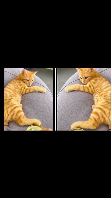 FUNNIEST CATS VIDEOS- BEST FUNNY ANIMALS VIDEOS 2023