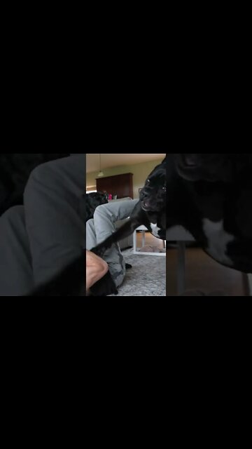 Dog Attacked Me play fight #shorts #viral #funnydogs #pets
