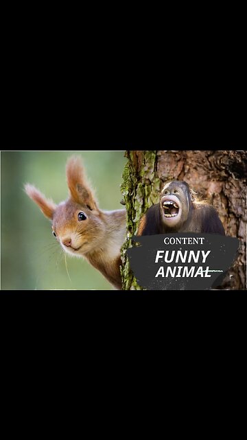 The squirrel preparing a picnic for humans.