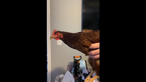 Funny Animal Videos- Anti-gravity chicken🤔