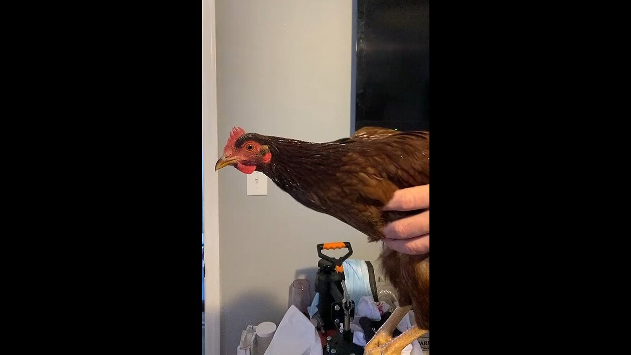 Funny Animal Videos- Anti-gravity chicken🤔