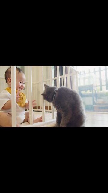 try not to laugh challenge 2023 cats and dogs funny videos try not to laugh #trending