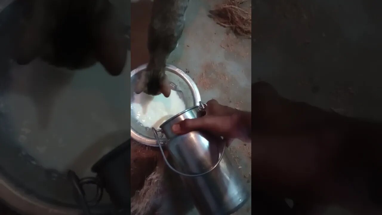 Dinner time for cats in our farm 🐱😍