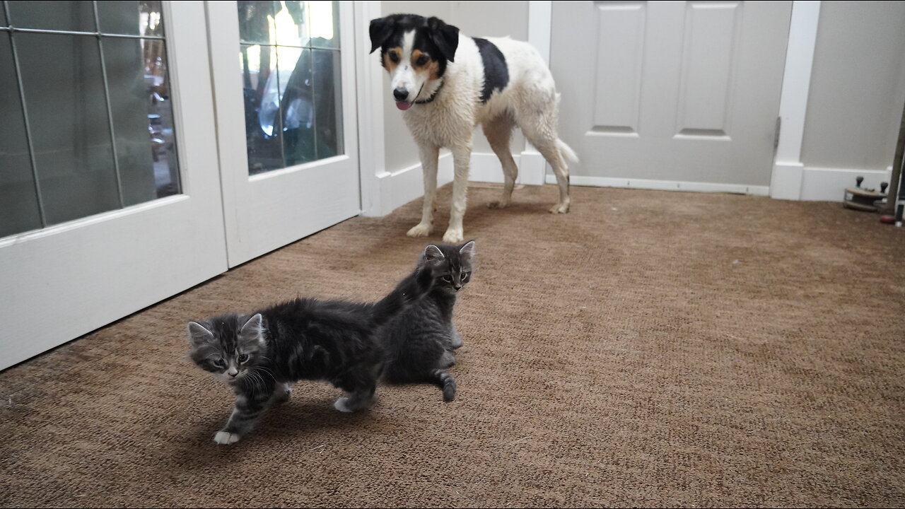 I’m Kitten Monitoring, Hooman…