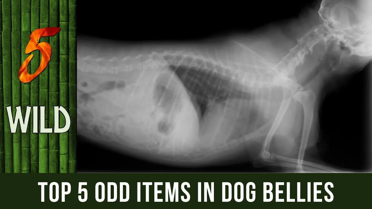 Top 5 Most Questionable Item Found Inside A Dog'S Stomach | 5 WILD
