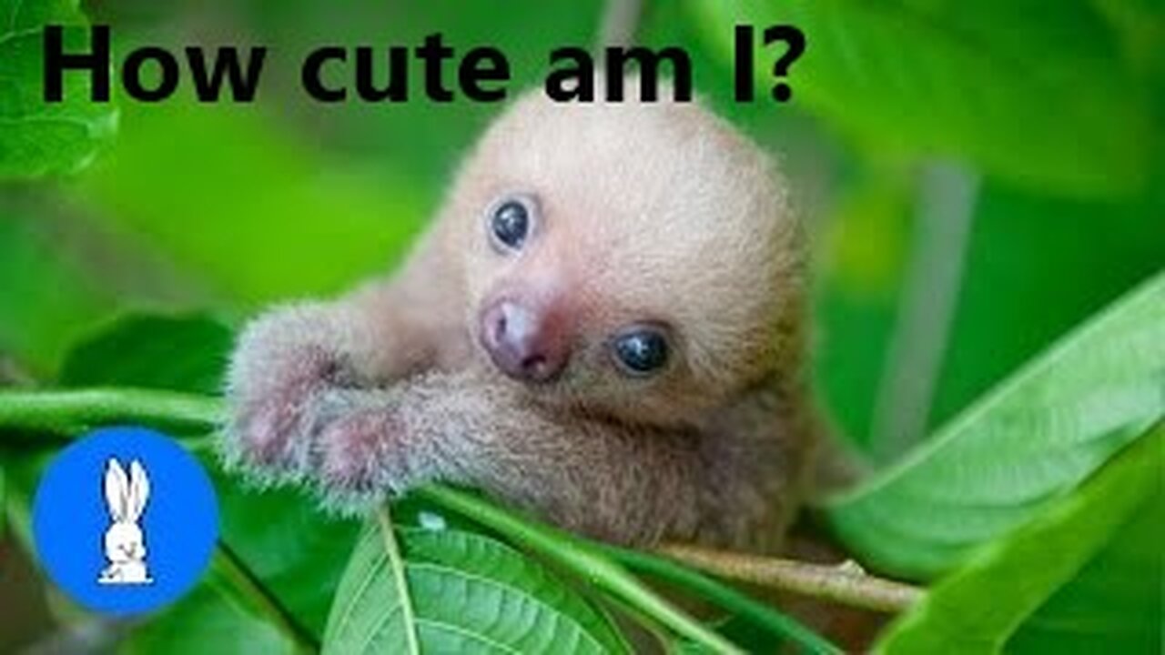 Baby Sloths Being Sloths - FUNNIEST Compilation