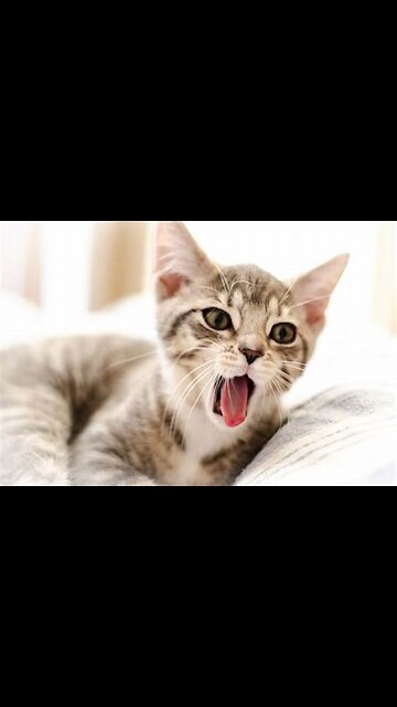 FUNNY CATS AND CuteCats / FUNNY CATS 3