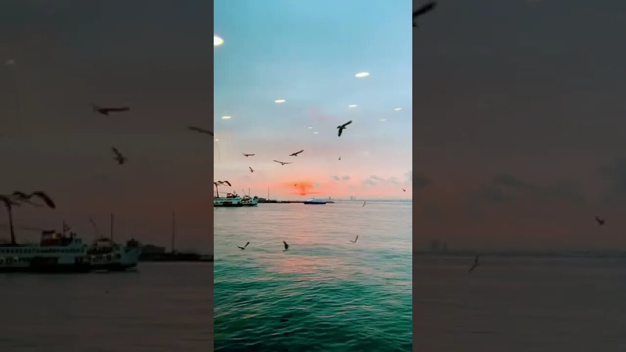 Birds chirping #krol #krolvlogs #trending #youtube #bgm #krolvideos #birds #sunview #event