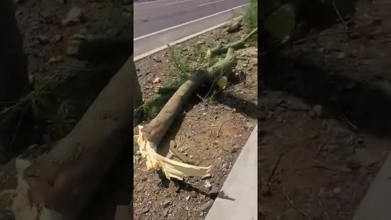 The cut the trees down! #thedesert #fitover50 #meditationwalk #over50fitclub