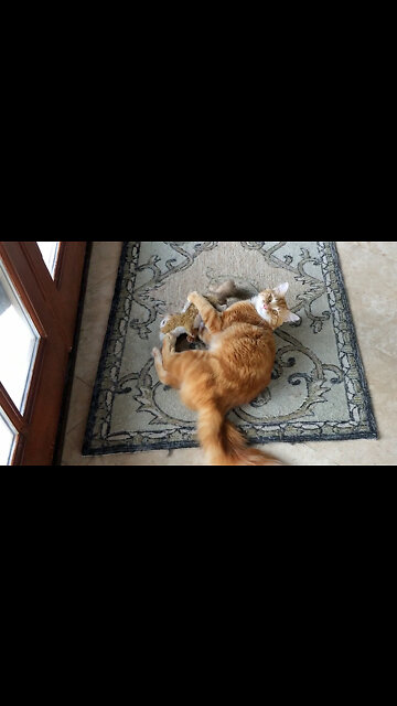 Cat Stands Upright To Floss Whiskers With Blind Cord