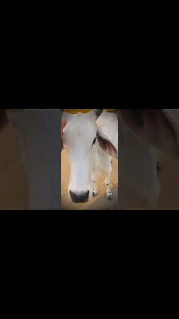 Good morning family | #shorts #subscribe #status #love #village #goodmorning