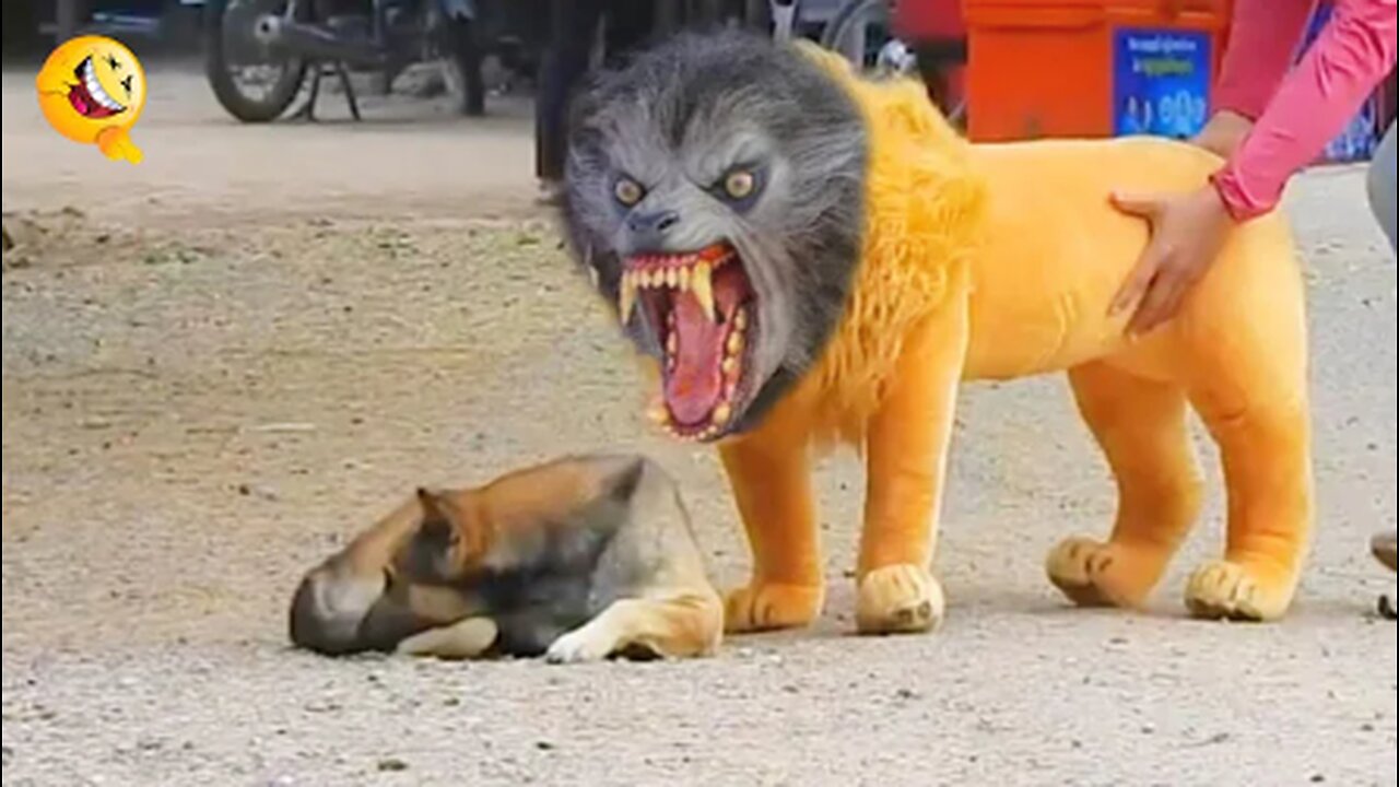 Troll Prank on dogs with fake Lions & Tiger | Funny video | 720p