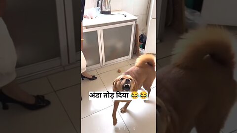wait,I will tell you now 😂🐶 | #shorts #funnydogs**