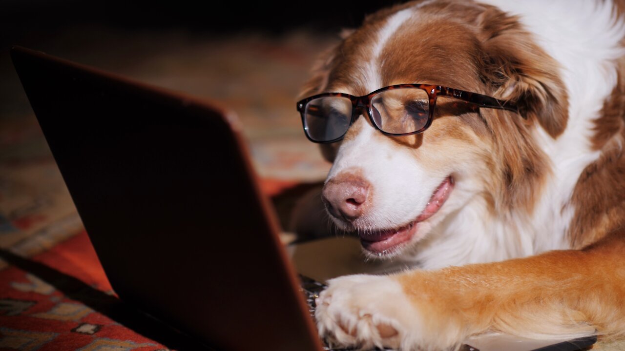 Serious Dog-Businessman Working With A Laptop. Funny Animals Concept
