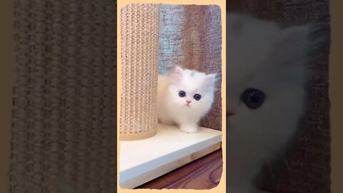 Hope everyone have a good mood with those awesome cats