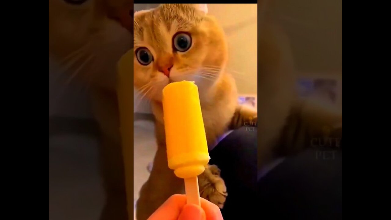 Funny Cute Cat Videos #shorts #youtubeshorts #ytshorts