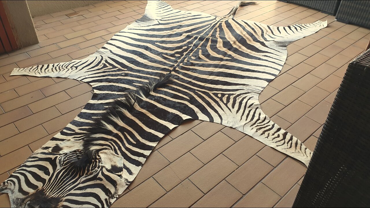 Stunning B grade Zebra hide