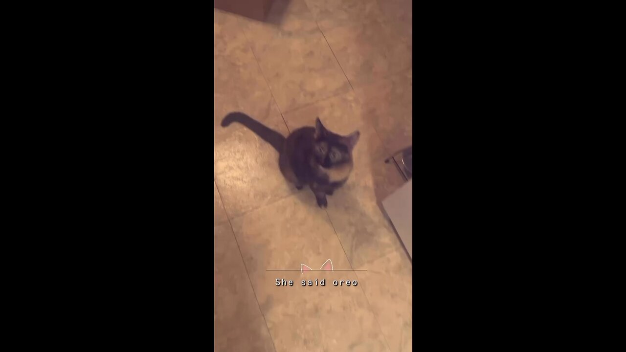 My kitten eating Oreo 🖤
