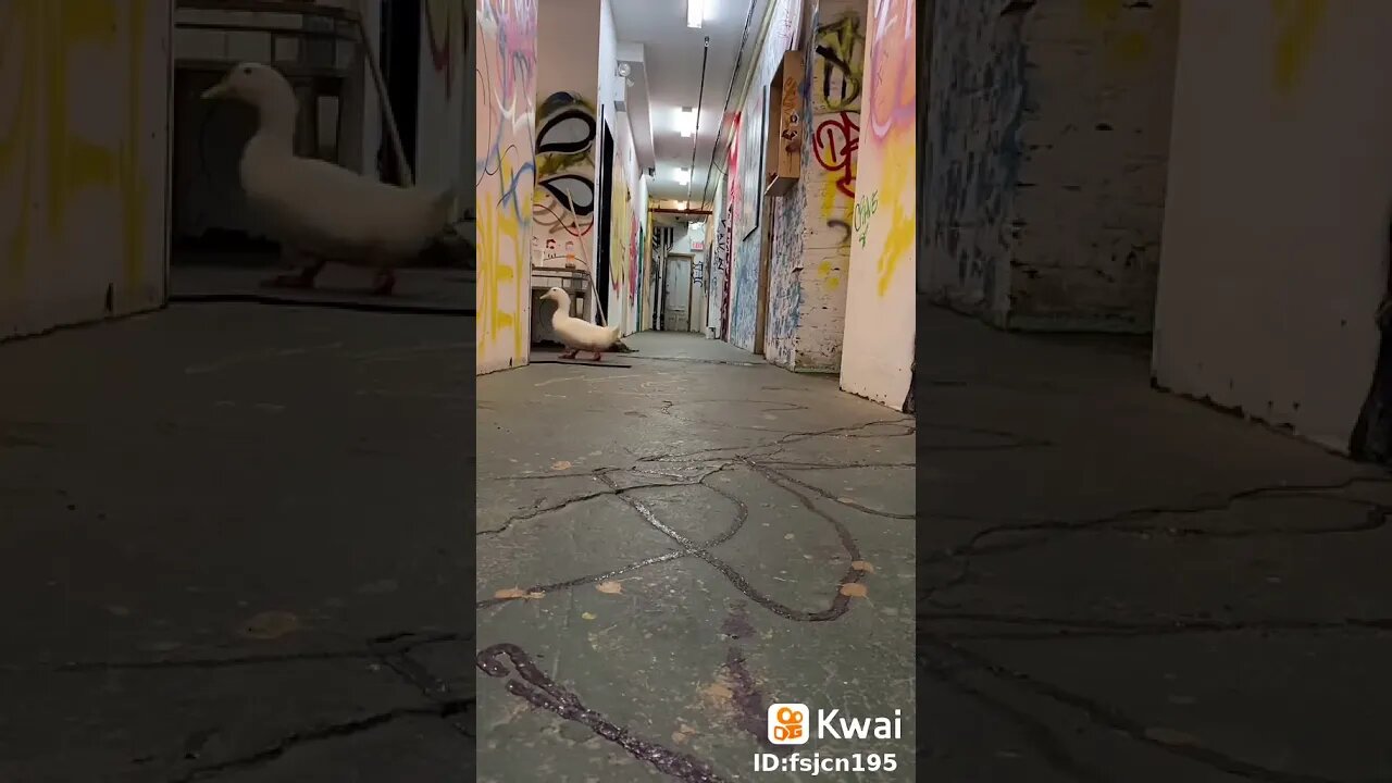 #pato #dukc #luz #meme #viral #fy