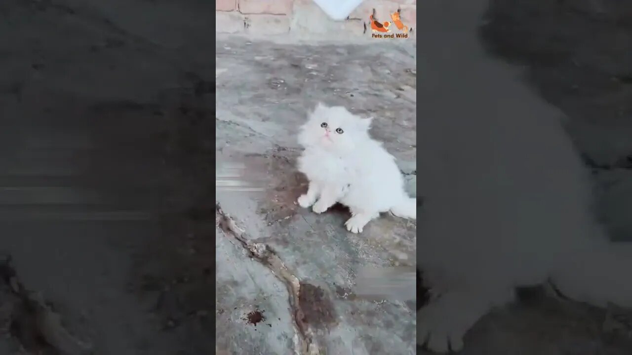 Cute white cat playing Videos Compilation #204 | Pets and Wild #cats #kitten