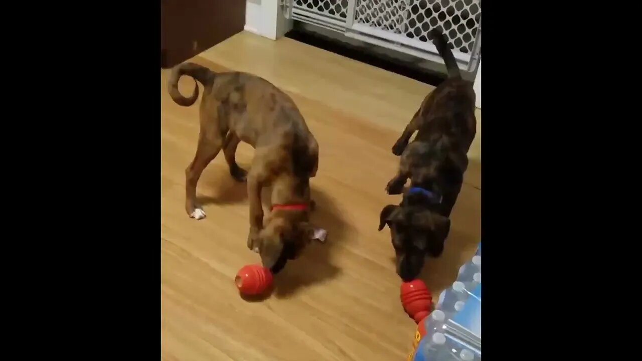 Our Dogs Love Their Kong Shells, So They Switch!