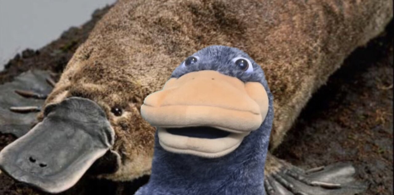 Chunky the platypus goes golfing