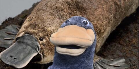Chunky the platypus goes golfing