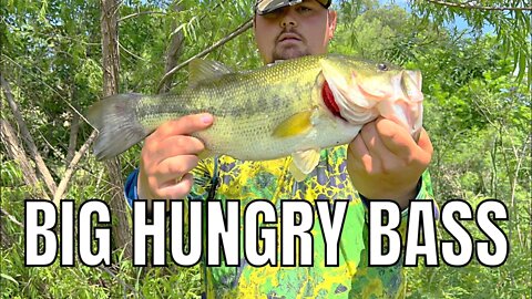 These Big Bass are INSANELY Aggressive!