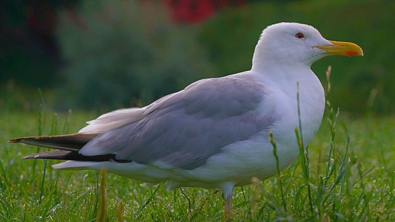 The Undisputed King of the Moat Pond. The LARGE Male European Herring Gull