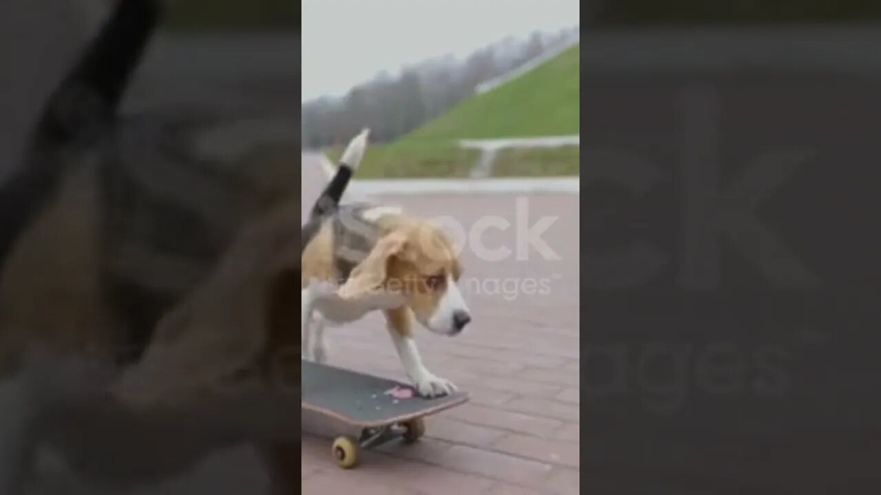 "Amazing Beagle Dog Skateboarding in the Park | Pet Dog Rides Skateboard | Slow Motion"