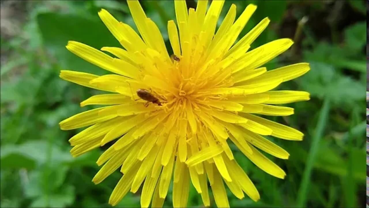 Pollinators Doing Their Thing on Various Spring Flowers