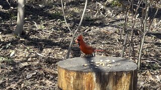 Cardinal grabs two peanuts