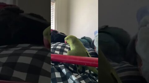 Hit 👍🔔 & SUBSCRIBE for more 🌈🦄🍄🎪Give me kiss, what you doing and Peekaboo they say haha #parrot #pet