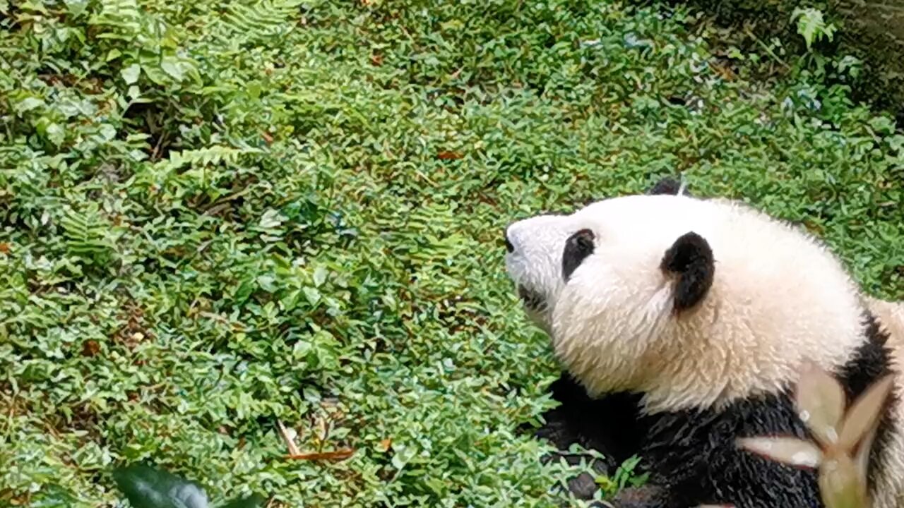 Panda fa fa can only understand Sichuan dialect